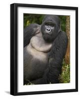 Mountain Gorilla and No 2 Silverback, Kwitonda Group, the Buffalo Wall, Akarevuro, Rwanda-Ralph H. Bendjebar-Framed Photographic Print