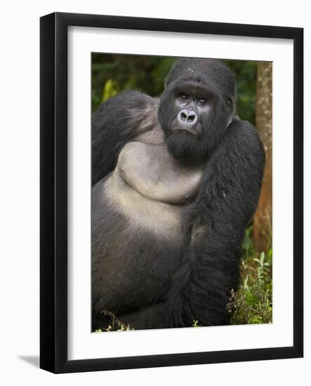 Mountain Gorilla and No 2 Silverback, Kwitonda Group, the Buffalo Wall, Akarevuro, Rwanda-Ralph H. Bendjebar-Framed Photographic Print