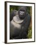 Mountain Gorilla and No 2 Silverback, Kwitonda Group, the Buffalo Wall, Akarevuro, Rwanda-Ralph H. Bendjebar-Framed Photographic Print