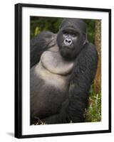 Mountain Gorilla and No 2 Silverback, Kwitonda Group, the Buffalo Wall, Akarevuro, Rwanda-Ralph H. Bendjebar-Framed Photographic Print