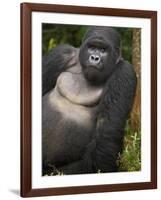 Mountain Gorilla and No 2 Silverback, Kwitonda Group, the Buffalo Wall, Akarevuro, Rwanda-Ralph H. Bendjebar-Framed Photographic Print