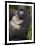 Mountain Gorilla and No 2 Silverback, Kwitonda Group, the Buffalo Wall, Akarevuro, Rwanda-Ralph H. Bendjebar-Framed Photographic Print