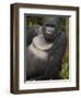 Mountain Gorilla and No 2 Silverback, Kwitonda Group, the Buffalo Wall, Akarevuro, Rwanda-Ralph H. Bendjebar-Framed Premium Photographic Print