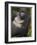 Mountain Gorilla and No 2 Silverback, Kwitonda Group, the Buffalo Wall, Akarevuro, Rwanda-Ralph H. Bendjebar-Framed Premium Photographic Print