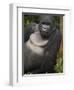 Mountain Gorilla and No 2 Silverback, Kwitonda Group, the Buffalo Wall, Akarevuro, Rwanda-Ralph H. Bendjebar-Framed Premium Photographic Print