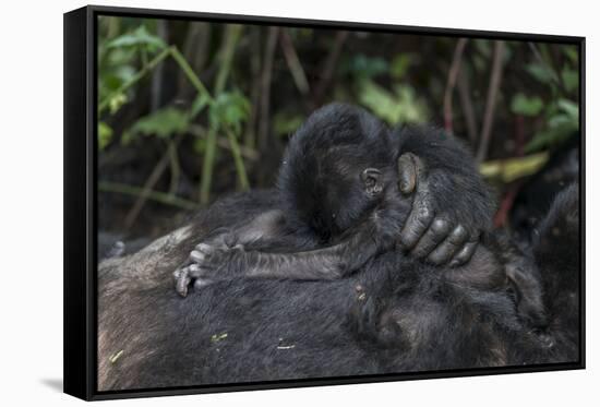 Mountain gorilla baby. Bwindi Impenetrable Forest. Uganda-Roger De La Harpe-Framed Stretched Canvas