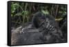 Mountain gorilla baby. Bwindi Impenetrable Forest. Uganda-Roger De La Harpe-Framed Stretched Canvas