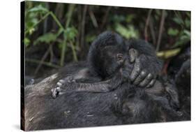 Mountain gorilla baby. Bwindi Impenetrable Forest. Uganda-Roger De La Harpe-Stretched Canvas