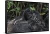 Mountain gorilla baby. Bwindi Impenetrable Forest. Uganda-Roger De La Harpe-Framed Stretched Canvas