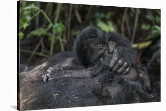 Mountain gorilla baby. Bwindi Impenetrable Forest. Uganda-Roger De La Harpe-Stretched Canvas