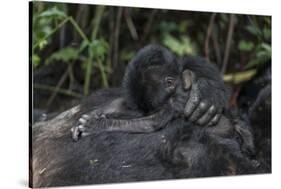 Mountain gorilla baby. Bwindi Impenetrable Forest. Uganda-Roger De La Harpe-Stretched Canvas