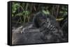 Mountain gorilla baby. Bwindi Impenetrable Forest. Uganda-Roger De La Harpe-Framed Stretched Canvas