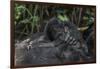 Mountain gorilla baby. Bwindi Impenetrable Forest. Uganda-Roger De La Harpe-Framed Photographic Print