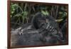 Mountain gorilla baby. Bwindi Impenetrable Forest. Uganda-Roger De La Harpe-Framed Photographic Print