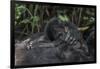 Mountain gorilla baby. Bwindi Impenetrable Forest. Uganda-Roger De La Harpe-Framed Photographic Print