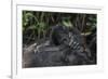 Mountain gorilla baby. Bwindi Impenetrable Forest. Uganda-Roger De La Harpe-Framed Photographic Print