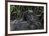 Mountain gorilla baby. Bwindi Impenetrable Forest. Uganda-Roger De La Harpe-Framed Photographic Print