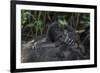 Mountain gorilla baby. Bwindi Impenetrable Forest. Uganda-Roger De La Harpe-Framed Photographic Print