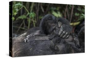 Mountain gorilla baby. Bwindi Impenetrable Forest. Uganda-Roger De La Harpe-Stretched Canvas