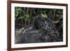 Mountain gorilla baby. Bwindi Impenetrable Forest. Uganda-Roger De La Harpe-Framed Premium Photographic Print