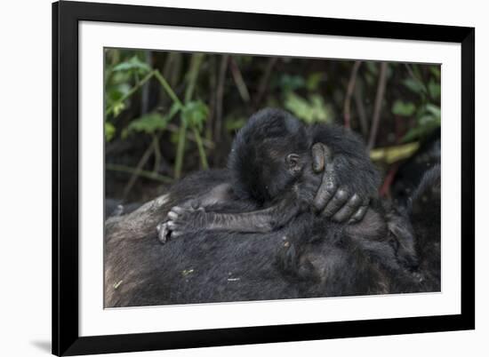 Mountain gorilla baby. Bwindi Impenetrable Forest. Uganda-Roger De La Harpe-Framed Premium Photographic Print