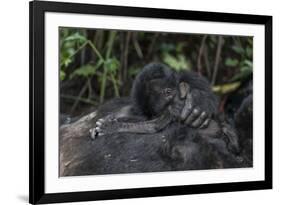 Mountain gorilla baby. Bwindi Impenetrable Forest. Uganda-Roger De La Harpe-Framed Premium Photographic Print