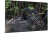 Mountain gorilla baby. Bwindi Impenetrable Forest. Uganda-Roger De La Harpe-Mounted Premium Photographic Print