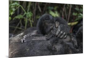 Mountain gorilla baby. Bwindi Impenetrable Forest. Uganda-Roger De La Harpe-Mounted Premium Photographic Print