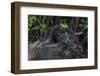 Mountain gorilla baby. Bwindi Impenetrable Forest. Uganda-Roger De La Harpe-Framed Photographic Print