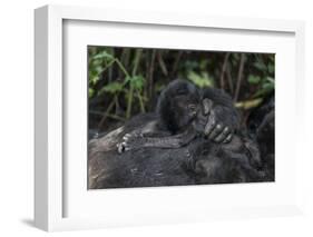 Mountain gorilla baby. Bwindi Impenetrable Forest. Uganda-Roger De La Harpe-Framed Photographic Print