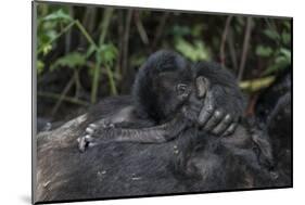 Mountain gorilla baby. Bwindi Impenetrable Forest. Uganda-Roger De La Harpe-Mounted Photographic Print