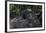 Mountain gorilla baby. Bwindi Impenetrable Forest. Uganda-Roger De La Harpe-Framed Photographic Print