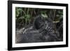 Mountain gorilla baby. Bwindi Impenetrable Forest. Uganda-Roger De La Harpe-Framed Photographic Print