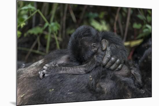 Mountain gorilla baby. Bwindi Impenetrable Forest. Uganda-Roger De La Harpe-Mounted Photographic Print