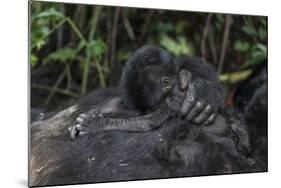 Mountain gorilla baby. Bwindi Impenetrable Forest. Uganda-Roger De La Harpe-Mounted Photographic Print