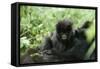 Mountain Gorilla Baby, Facing Camera-Adrian Warren-Framed Stretched Canvas