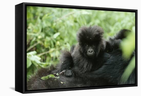 Mountain Gorilla Baby, Facing Camera-Adrian Warren-Framed Stretched Canvas