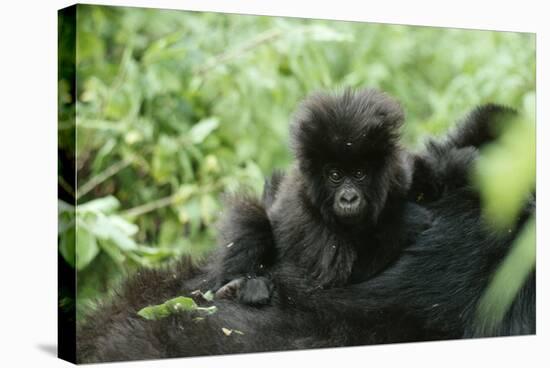 Mountain Gorilla Baby, Facing Camera-Adrian Warren-Stretched Canvas