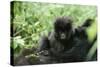Mountain Gorilla Baby, Facing Camera-Adrian Warren-Stretched Canvas
