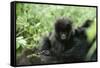 Mountain Gorilla Baby, Facing Camera-Adrian Warren-Framed Stretched Canvas