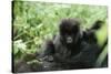 Mountain Gorilla Baby, Facing Camera-Adrian Warren-Stretched Canvas