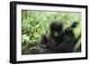 Mountain Gorilla Baby, Facing Camera-Adrian Warren-Framed Photographic Print