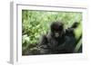 Mountain Gorilla Baby, Facing Camera-Adrian Warren-Framed Photographic Print