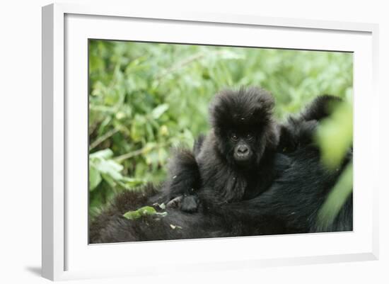 Mountain Gorilla Baby, Facing Camera-Adrian Warren-Framed Photographic Print