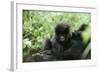 Mountain Gorilla Baby, Facing Camera-Adrian Warren-Framed Photographic Print