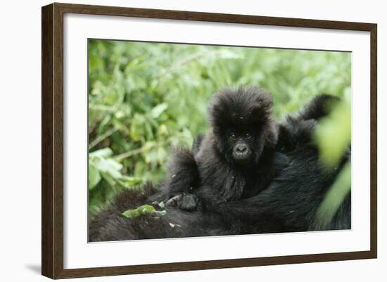 Mountain Gorilla Baby, Facing Camera-Adrian Warren-Framed Photographic Print