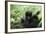 Mountain Gorilla Baby, Facing Camera-Adrian Warren-Framed Photographic Print