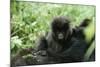 Mountain Gorilla Baby, Facing Camera-Adrian Warren-Mounted Photographic Print