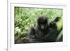 Mountain Gorilla Baby, Facing Camera-Adrian Warren-Framed Photographic Print