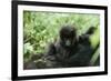 Mountain Gorilla Baby, Facing Camera-Adrian Warren-Framed Photographic Print